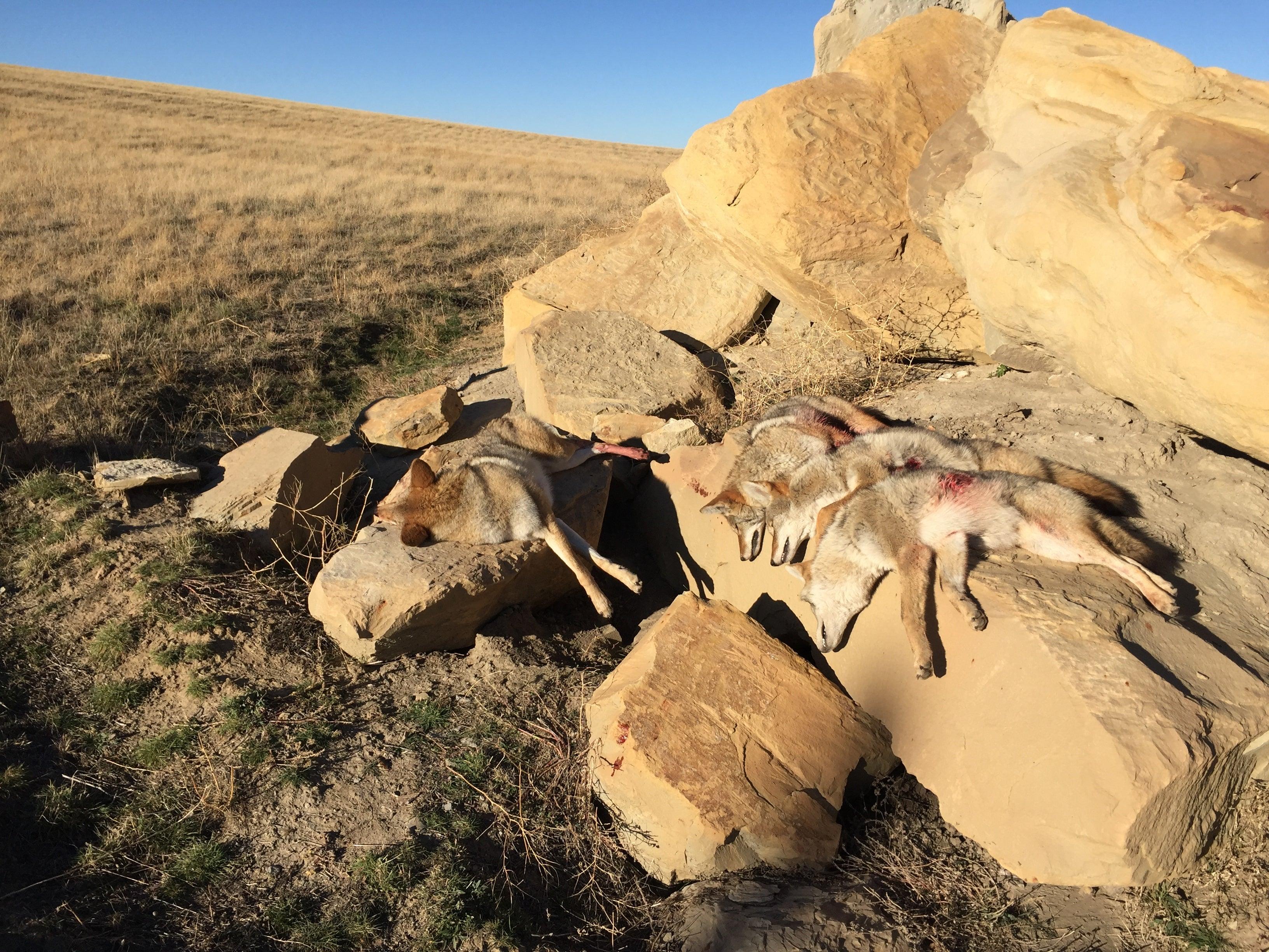 5 Things People Might Not Know About Coyote Predator Hunting - Cal Taylor Coyotes