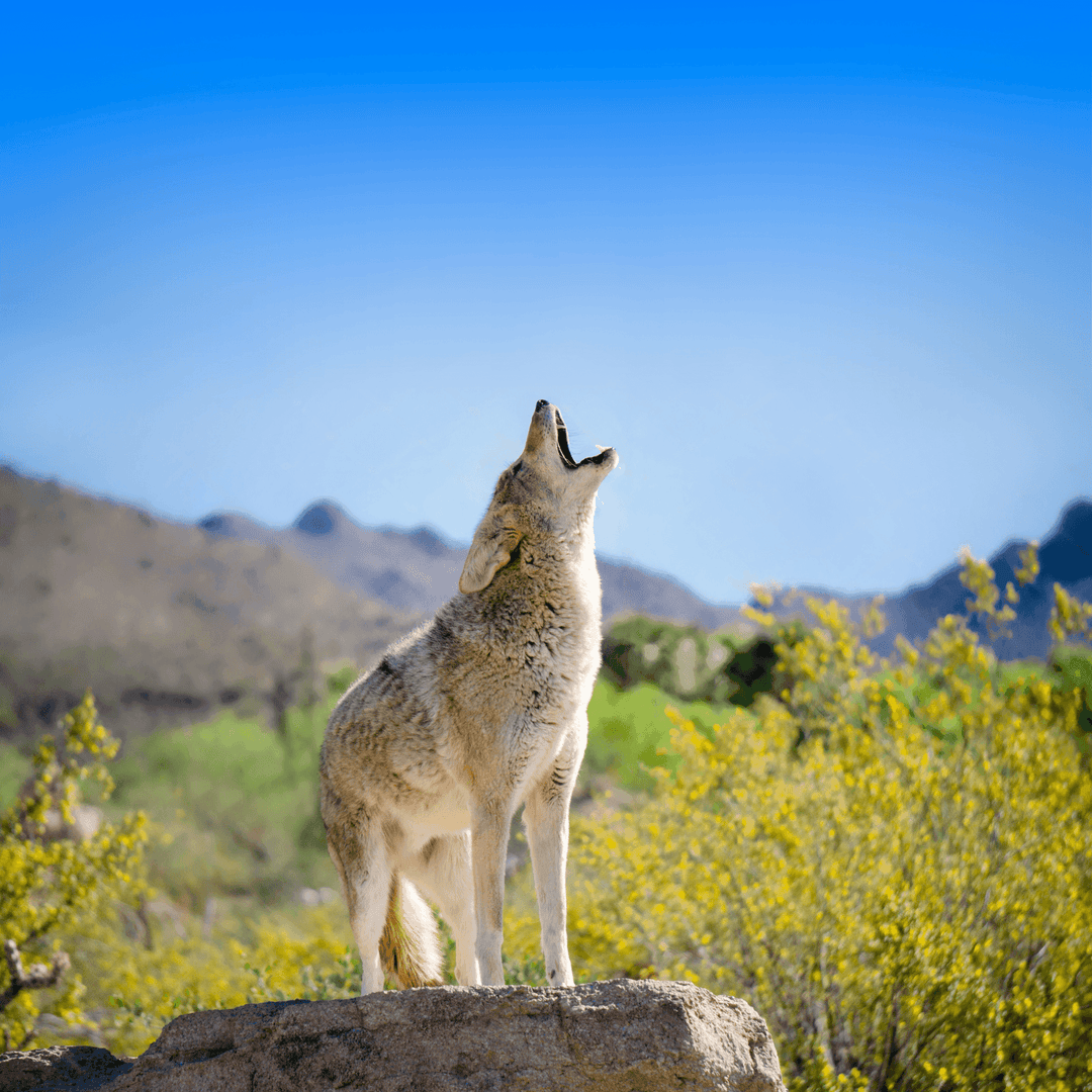 Where You At - Cal Taylor Coyotes