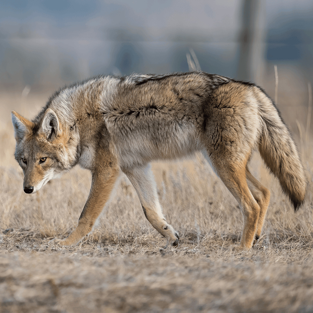 Lonesome Me - Cal Taylor Coyotes