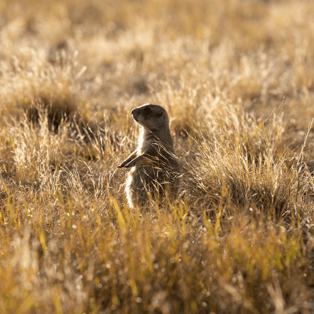 Prairie Dog Alarm - Cal Taylor Coyotes