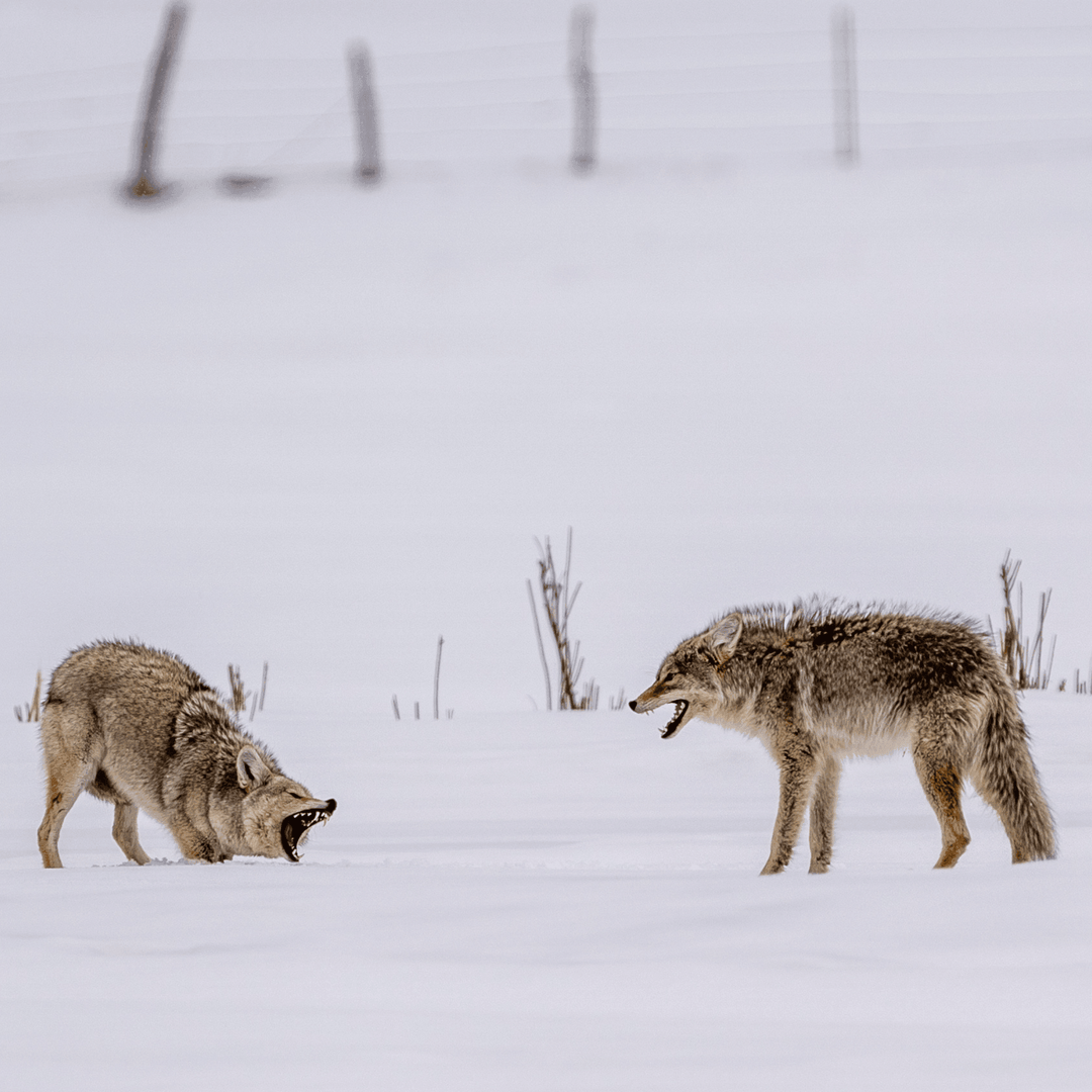 Territorial - Cal Taylor Coyotes